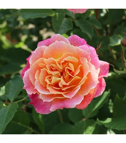 Amazon.co.jp: 予約販売 バラ苗 バラ大苗 ロサ オリエンティス プリマ Amazon.co.jp: 予約販売 バラ苗 バラ大苗 ロサ オリエンティス プリマ